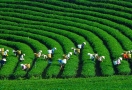 Colline de thé Moc Chau, Son La