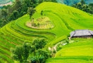 Rizière en terrasses à Hoàng Su Phì Ha Giang