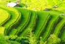 Rizière en terrasses à Hoàng Su Phì Ha Giang