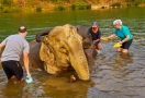 Camps d'éléphant à Luang Prabang