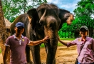 Camps d'éléphant à Luang Prabang