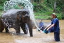 Sanctuaire de la jungle des éléphants Chiang Mai