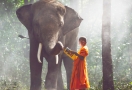 Un Moine et l'éléphant en Thaïlande