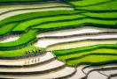 Tú Lệ (ses extraordinaires rizières en terrasses)