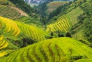 Rizière en terrasses à Sapa