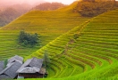 Rizière en terrasses à Sapa