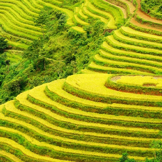 Randonnée Hoang Su Phi Ha Giang lodge en Bus Express 6 jours 5 nuits