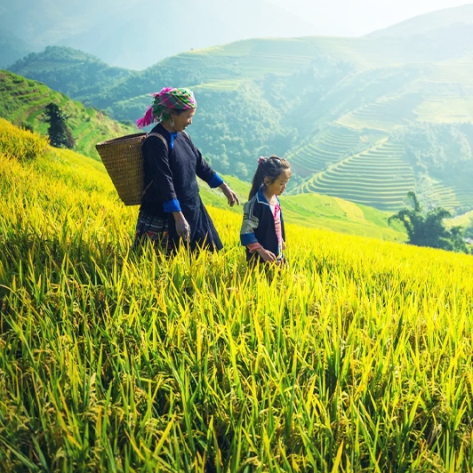 Circuit à Sapa Bac Ha en Bus depuis Hanoi 5 Jours 4 Nuits