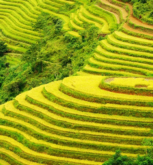 Randonnée Hoang Su Phi Ha Giang lodge en Bus Express 6 jours 5 nuits