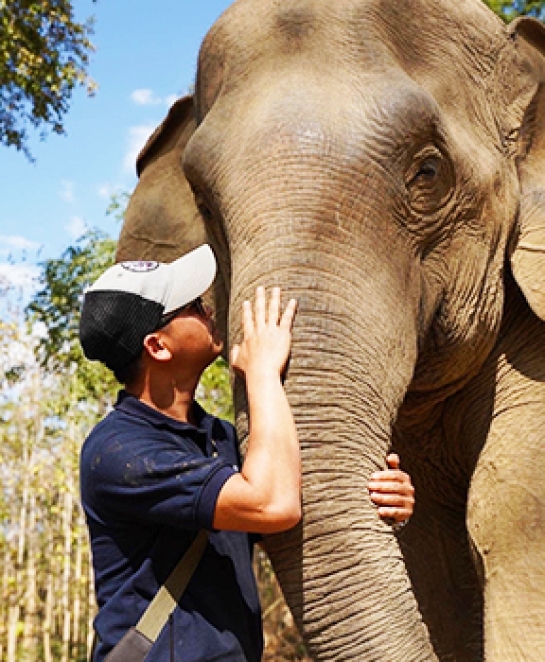 Santuaire des éléphants à Luang Prabang par M.Bernard