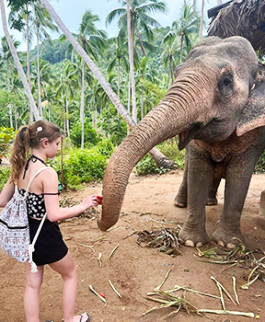 Explorez Chiang Mai, Chiang Rai, camp des éléphants et randonnée