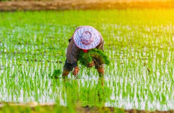 Circuit Agricole Au Cambodge En 2 Jours - Expérience De Liana