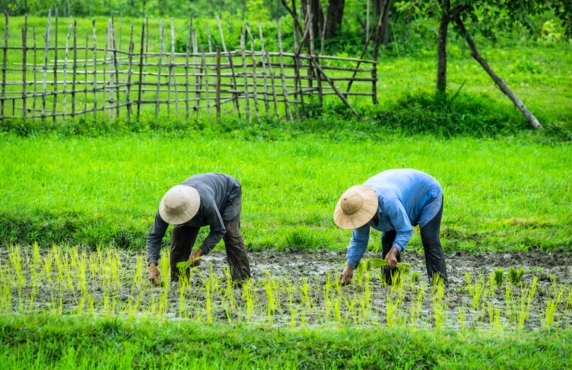 Visite De Ferme Écologique Au Cambodge - Guide Pour Un Voyage Durable