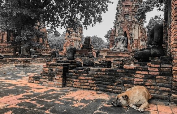 Quelles Sont Les Règles Pour Voyager Au Cambodge Avec Un Animal ?