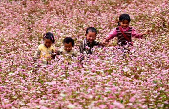 Un Incontournable à Ha Giang, Vietnam : Plongez Dans La Fête Des Fleurs De Sarrasin