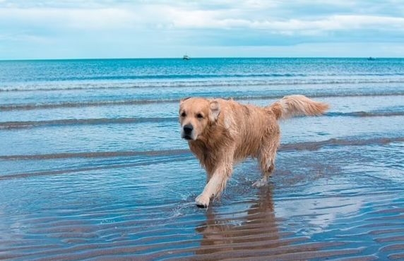 Que Faire Au Vietnam Avec Son Chien ?