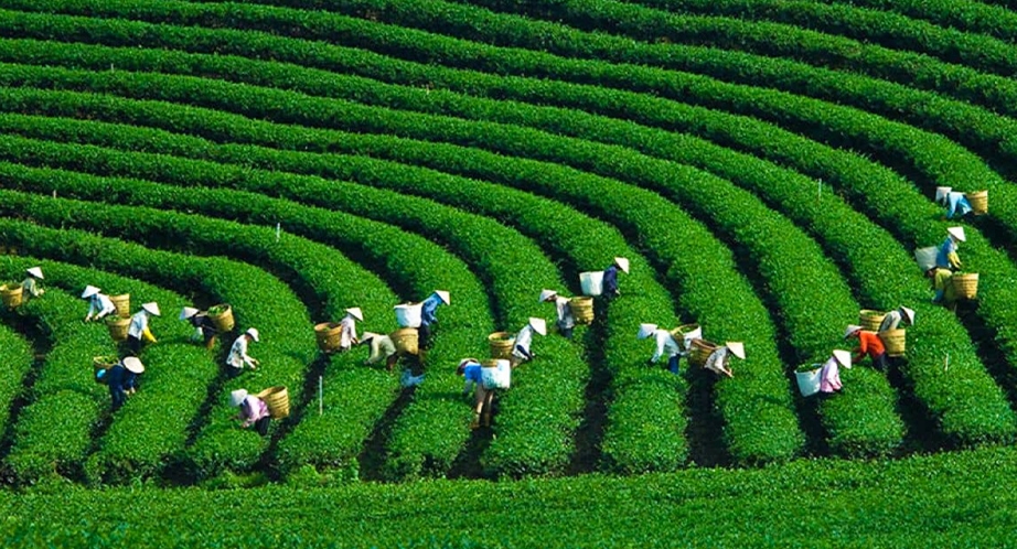 Colline de thé Moc Chau, Son La