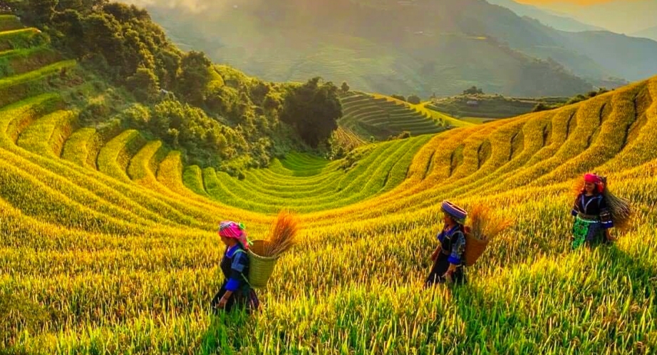 Rizières en terrasses Mù Cang Chải - Yen Bai