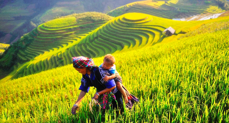 Rizières en terrasses Mù Cang Chải - Yen Bai