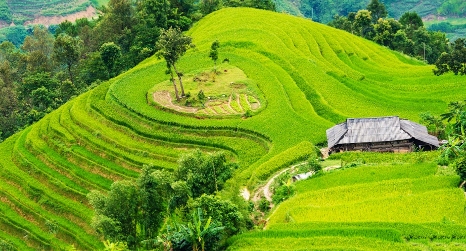 Rizière en terrasses à Hoàng Su Phì Ha Giang