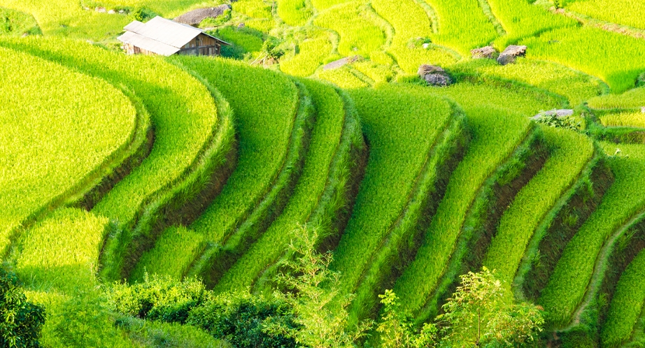 Rizière en terrasses à Hoàng Su Phì Ha Giang