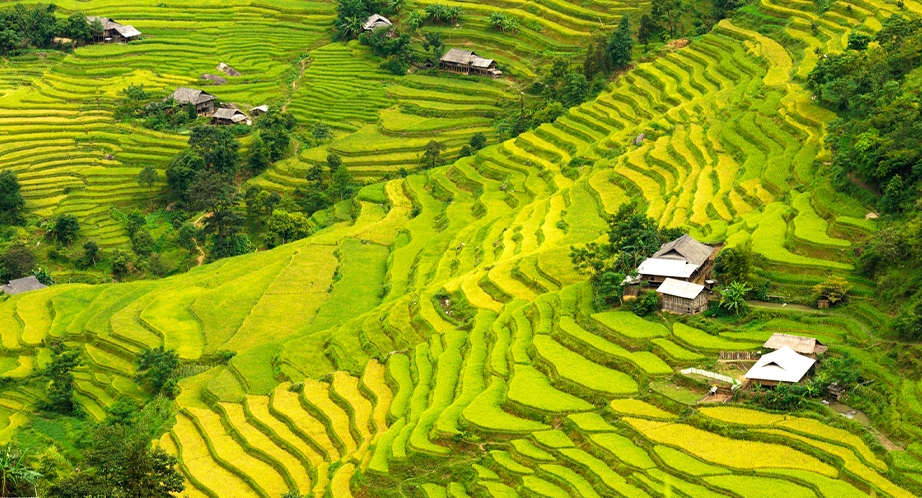 Rizière en terrasses à Hoàng Su Phì Ha Giang