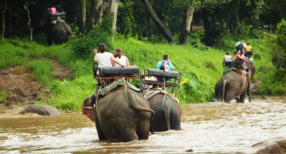 Sanctuaire de la jungle des éléphants Chiang Mai