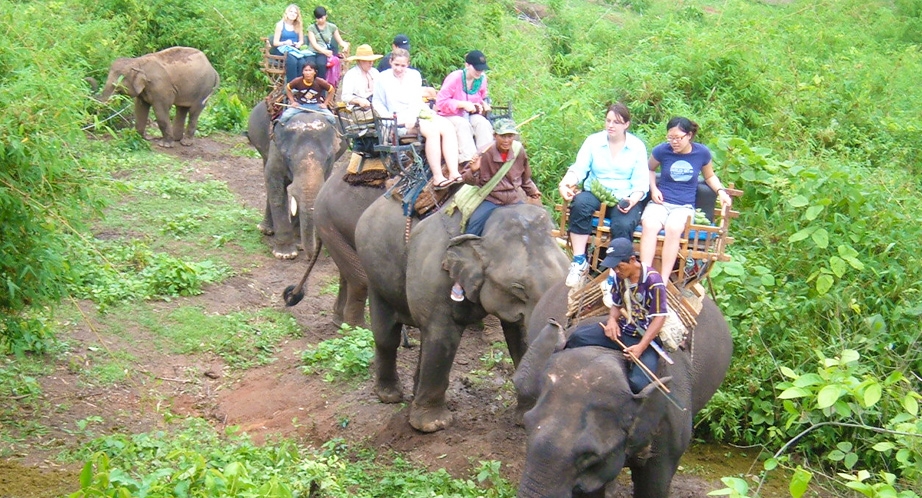 Balade à dos d'éléphant à Chiang Rai