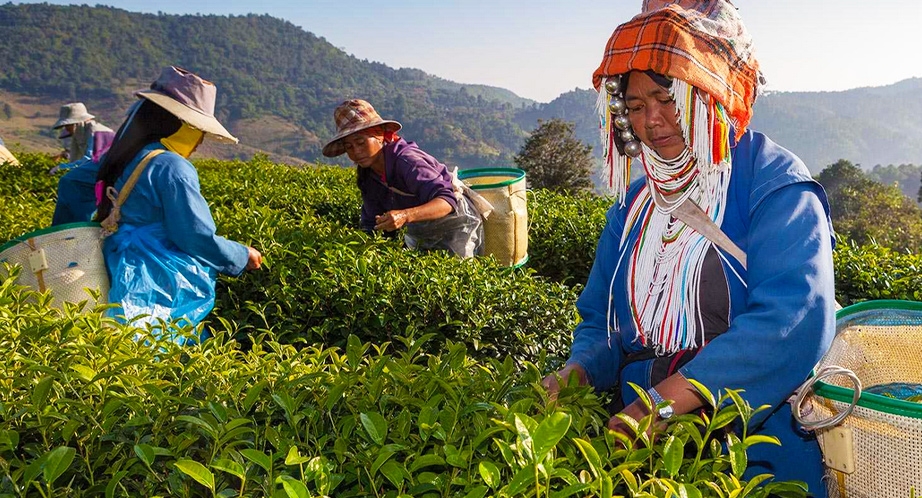 Plantation de thé vert à Chiang Rai