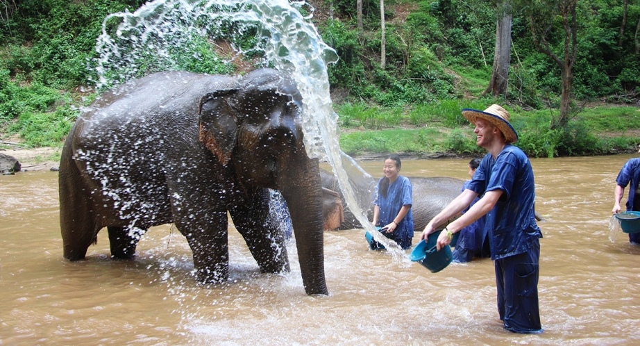 Sanctuaire de la jungle des éléphants Chiang Mai