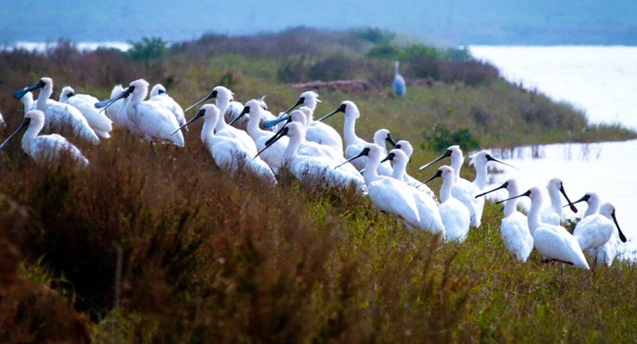 Parc national de Xuan Thuy (Nam Dinh)