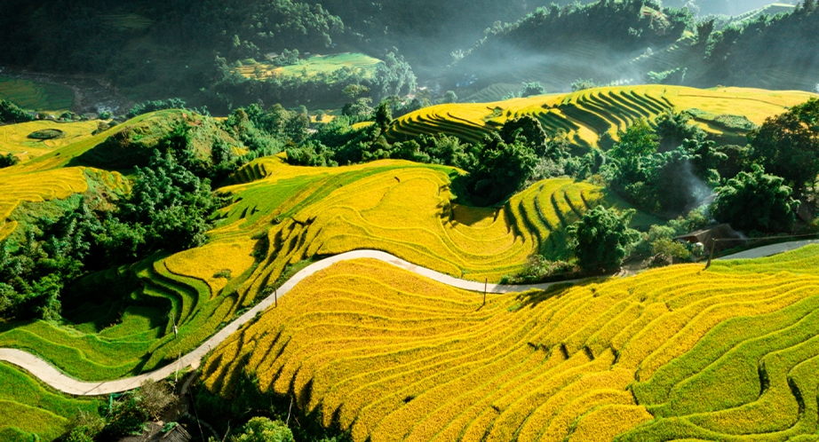 Rizière en terrasses à Sapa