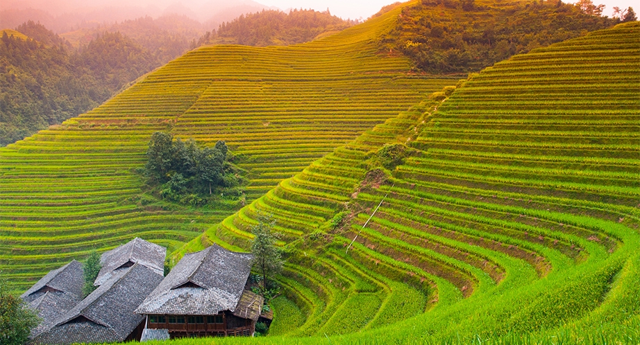 Rizière en terrasses à Sapa