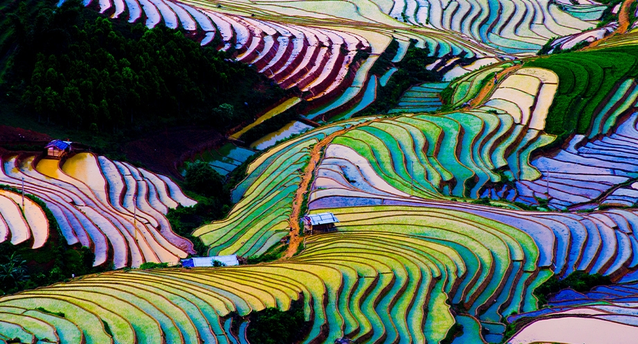 Rizière en terrasses à Sapa