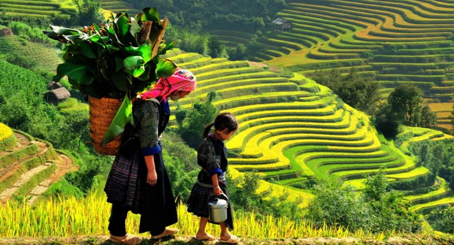 Rizière en terrasses à Sapa