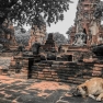 Quelles Sont Les Règles Pour Voyager Au Cambodge Avec Un Animal ?