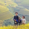 Rizières En Terrasse Ha Giang - Choses à Faire Au Nord Vietnam