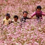 Un Incontournable à Ha Giang, Vietnam : Plongez Dans La Fête Des Fleurs De Sarrasin