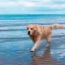 Que Faire Au Vietnam Avec Son Chien ?