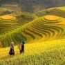 Mam Xoi Et Mong Ngua: Paradis Des Rizières En Terrasses De Mu Cang Chai