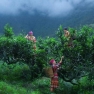 Plantation De Thé De Nghia Lo: Découvrez Les Champs De Thé Vert à Yen Bai