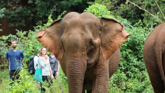 Voyage de 5 jours à Mondulkiri en couple - avis et conseils
