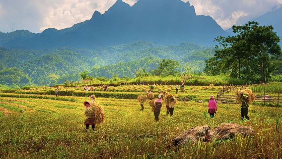 Tourisme Agricole Dans Le Nord Du Vietnam - Infos Et Conseils