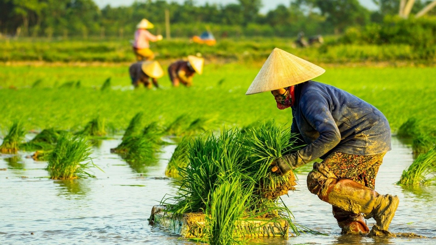 La vie quotidienne de la campagne vietnamienne