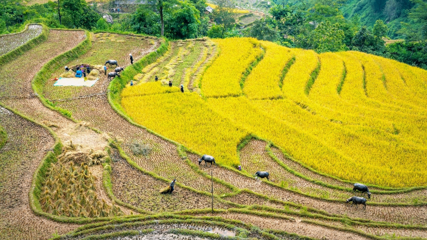Agriculture de montagne dans le Nord du Vietnam