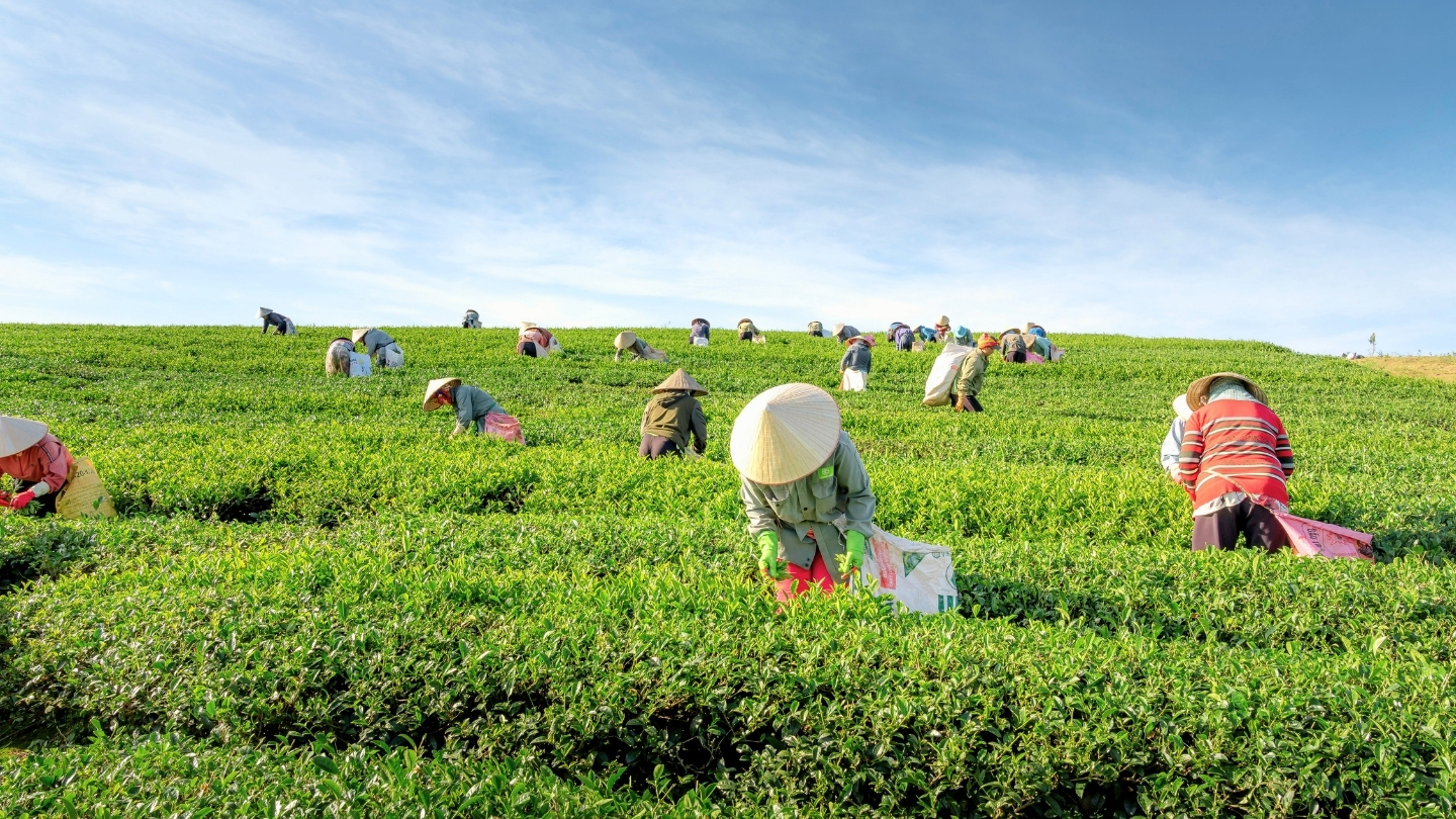 Découverte de la culture du thé dans le Nord du Vietnam