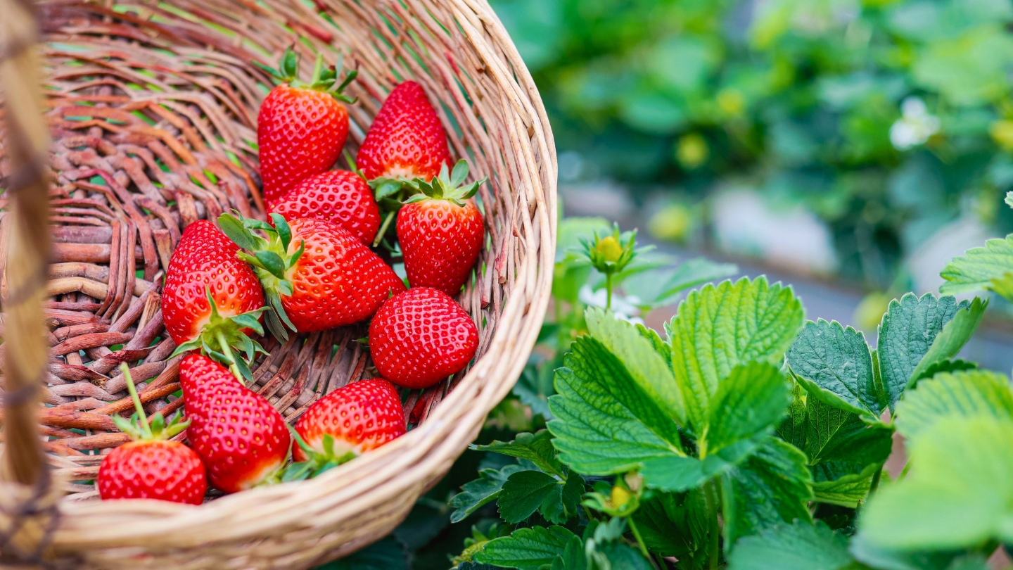 Cueillette de fraises fraîches à Moc Chau