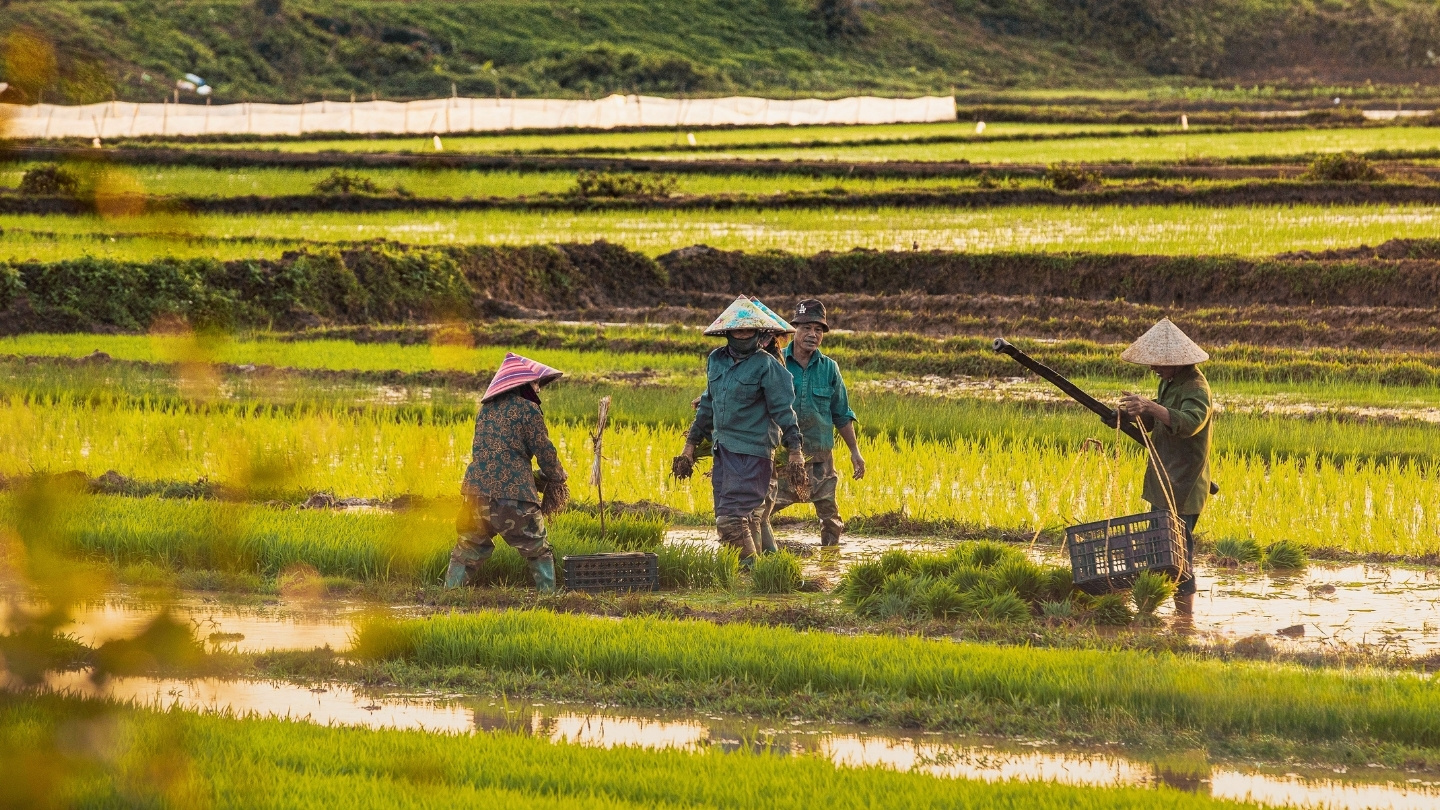 Tourisme agricole dans le Nord du Vietnam