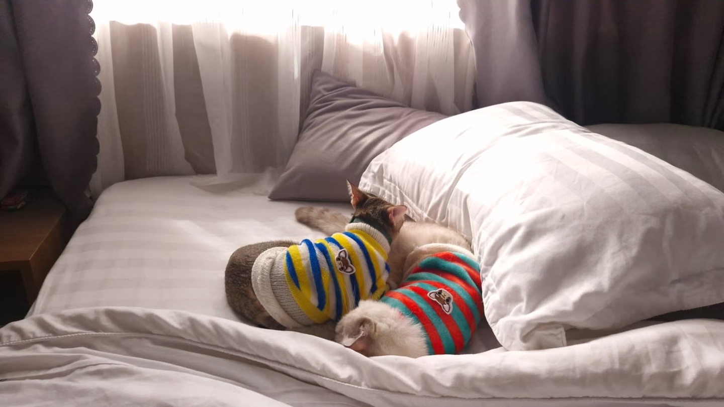 Top hôtels pet-friendly au Laos pour un séjour avec son animal