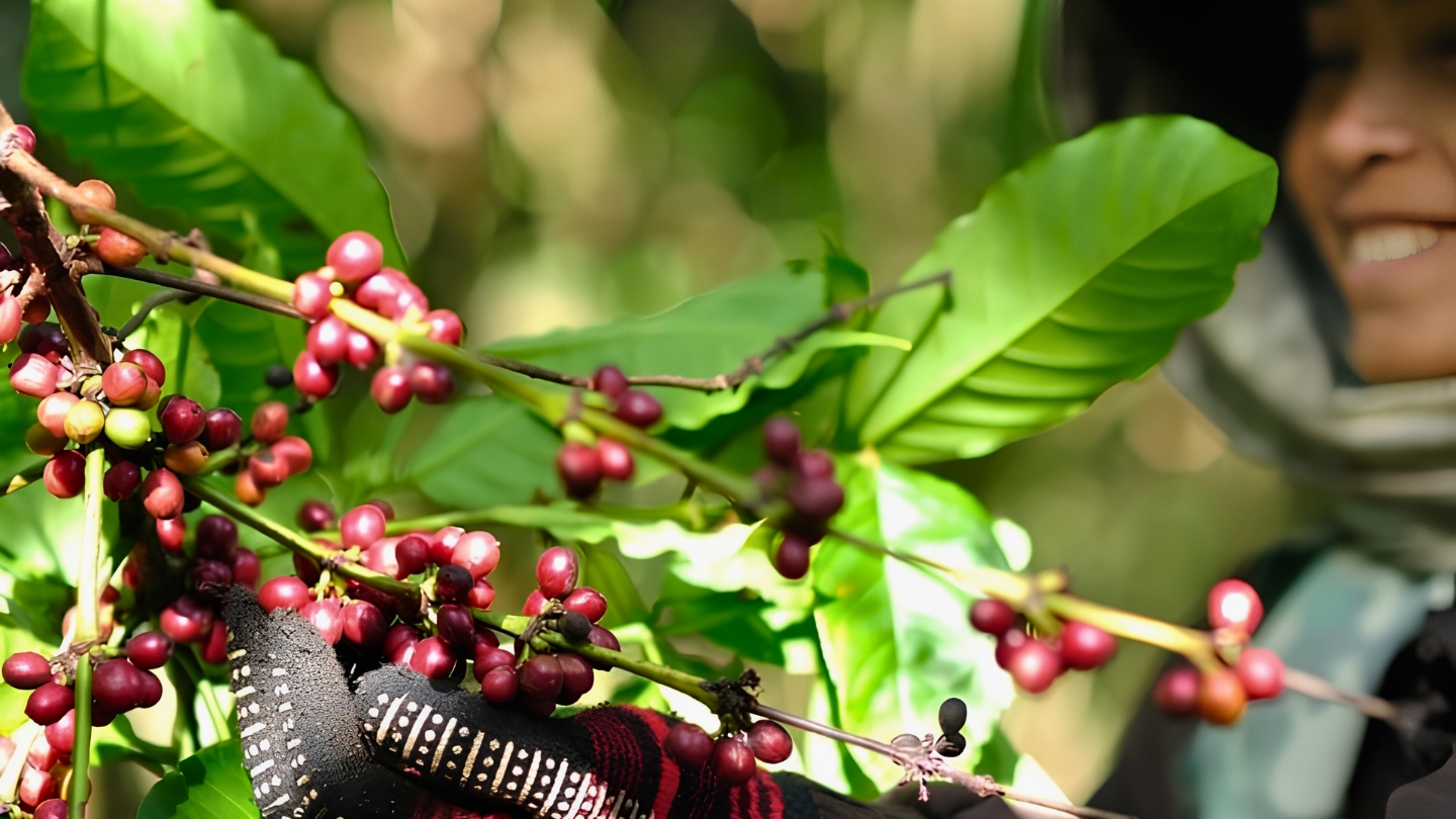 Rencontrer les producteurs de café sur le plateau des Bolovens